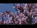 Suffering from spring allergies Try these tips to find relief