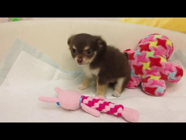 動画