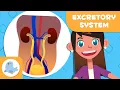 EXCRETORY SYSTEM Urinary System and Sweat Glands Science for Kids