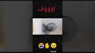 لأصحاب القلوب القويه ذبح بنت فلبينيه السبب 