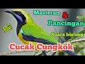 Download Lagu SUARA BURUNG CUCAK CUNGKOK UNTUK MASTERAN SUARA ASLI