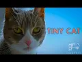 CINEPETS - TINY CAT