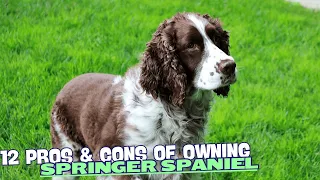 12 Pros Cons of Owning a Springer Spaniel