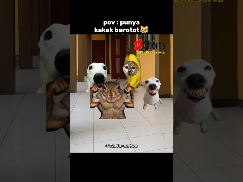 kakak berotot😹#kucing #jokes #hiburan #funny #sound #youtube #shorts #viral #lawak #catlovers