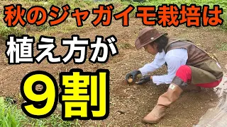 【結論】たったこれだけで秋のジャガイモ栽培は失敗しません　【園芸超人カーメン君】