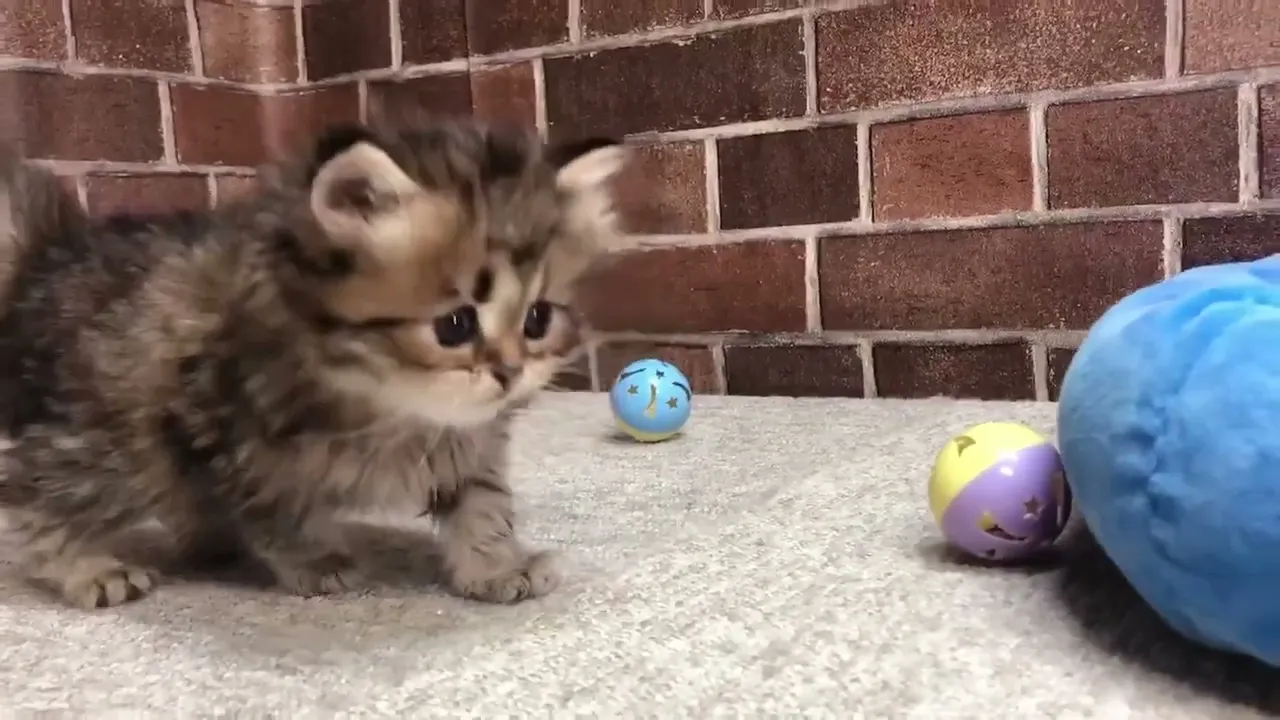動画