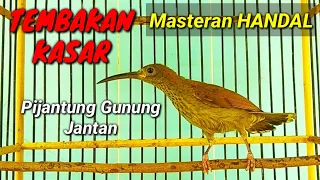 Download Pijantung gunung jantan gacor tembakan kasar MP3