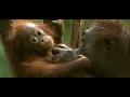 Hans Zimmer - Solomon (12 Years a Slave) (Beautiful Planet Earth)