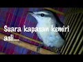Download Lagu Suara khas burung kapasan kemiri ori alam