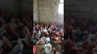 تربية الفراخ البلدي دندنها