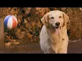 Download Lagu Air Bud (1997) ORIGINAL TRAILER [HD]