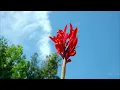 Chad Lawson · Royal Philharmonic Orchestra · James Southall - irreplaceable (orchestral)