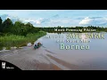 Download Lagu Musik Penenang Pikiran Instrumental Sape Suku Dayak Kalimantan Dan Suara Alam | [LOOP 1 JAM]