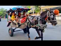 Download Lagu NAIK KUDA - KUDA DELMAN - NAIK DELMAN ISTIMEWA - LAGU DUA MATA SAYA - DI SINI SENANG DI SANA SENANG