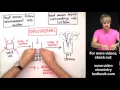 Phase Changes Exothermic or Endothermic