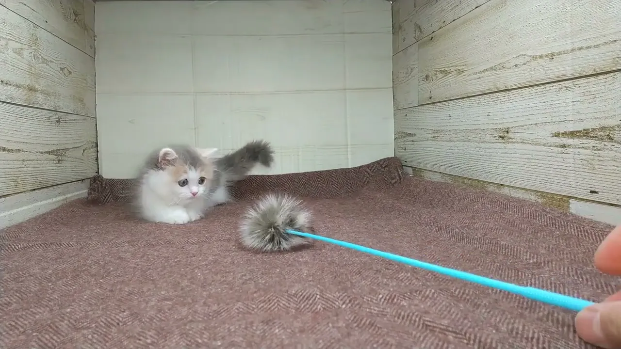動画