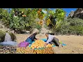 Download Lagu Nomadisch leven in Iran 🫐 Granaatappels en wilde walnoten oogsten in het hart van de bergen 🌰