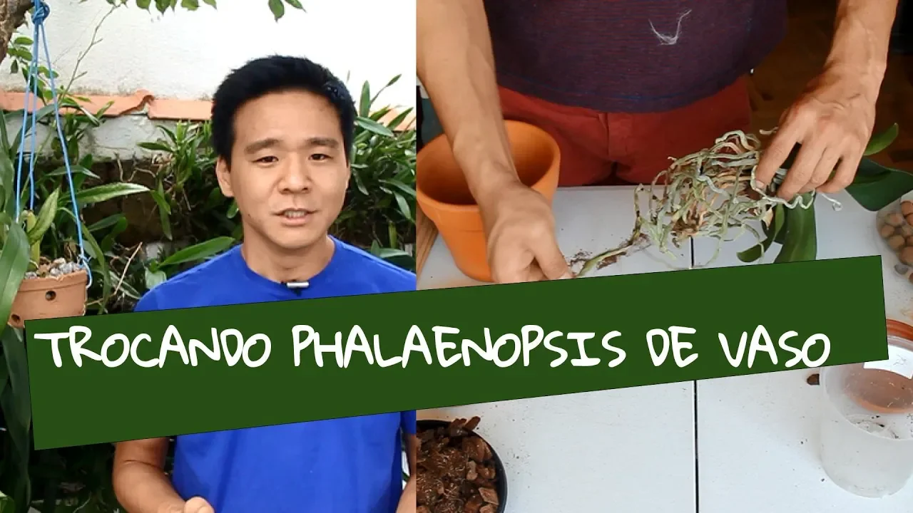 COMO TROCAR UMA ORQUÍDEA PHALAENOPSIS DE VASO?