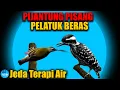 Download Lagu MASTER PIJANTUNG PISANG vs PELATUK BERAS Jeda Terapi Air AMPUH