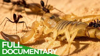 Extreme Nature: Earth’s Wildest Frontiers | Wildest Survival | Free Documentary Nature