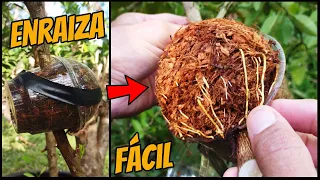 🌱 Acodo aéreo con cápsula reciclada: mejor que las capsulas de enraizamiento, barato y efectivo
