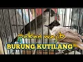 Download Lagu PAKAN WAJIB BURUNG KUTILANG BIKIN RAJIN BUNYI DAN CEPAT GACOR