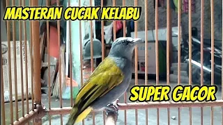cucak kelabu super gacor tembakan rapat kapas tembak kw