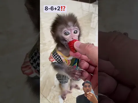 Kasih makan strawberry manis #monkey #cute