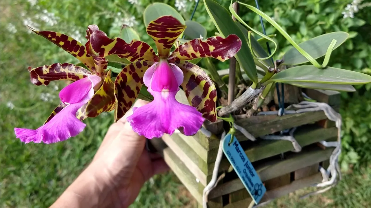 CULTIVO DE ORQUÍDEAS EM MEU ORQUIDÁRIO FLORAÇÕES