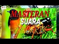 Download Lagu Suara jangkrik cocok buat masteran murai batu dan love bird