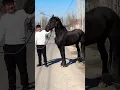 Friesian Horse Name ep1
