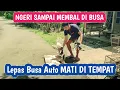 Download Lagu Ngerii Merpati Di sini Spek Loos Dor Semua Gak Ada Yang Pelan‼️