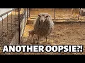 Download Lagu Where did EWE come from?!! ...another oopsie baby!! ~ Summer Lambing 2025