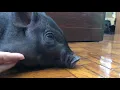 Download Lagu Potpot Black Mini Pig (2 months old) Part 10