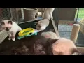 Siamese Kittens for sale