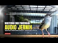 Lagu suara burung CIBLEK GACOR NGEBREN Pancingan Ciblek Semi bahan jadikan ciblek kristal gacor Tarung