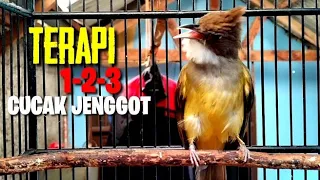 Download Terapi 1-2-3 Cucak jenggot|Terbukti ampuh!!! MP3