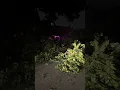 Massive tree down in Newport KY