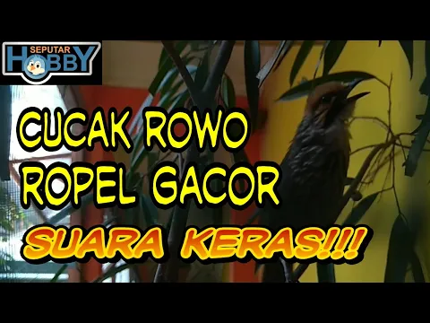 Download MP3 SUARA CUCAK ROWO GACOR ROPEL LANTANG KERAS Memancing EMOSI CUCAK ROWO MACET BUNYI