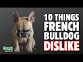 10 Things French Bulldogs Hate That You Should Avoid