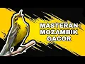 BURUNG MOZAMBIK GACOR RAPAT
