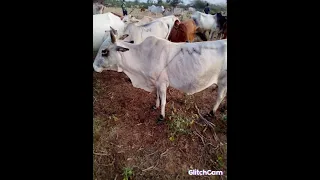 الشاعر معاذعيسي ابوخريس من ولادالمسيريه الديبب توراث ربابه اوقنيت تومات دي عجيلت ابوخريس الفضلي 