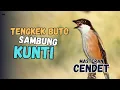 Download Lagu TENGKEK BUTO SAMBUNG KUNTI MASTERAN CENDET, MURAI BATU, KACER, CUCAK IJO