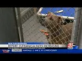 ANIMAL SHELTER EUTHANASIA REPORT FOSTER CARE TIPS