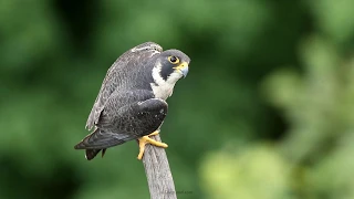 Peregrine Falcon Calling NJ 