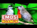 Download Lagu Trucuk ini PINTAR bikin Trucukan lain EMOSI, GACOR dan NGAMUK - Suara Burung Trucuk
