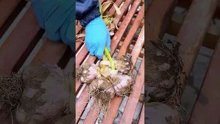 الثوم من السنة للسنة تخزين وتربيط بطريقة سليمة جديدة مبتكرة Youtubecreators YuoTubeHighFive 