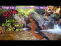 Download Lagu TERAPI AIR ANIS MERAH MACET |Terapi Anis merah/Anis kembang