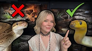 Don t get a Ball Python Get a Woma Python instead