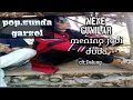 Download Lagu Mene Gumilar..mending jadi duda..anak cisewu kacamatan talegong